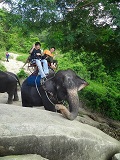 象に乗りました